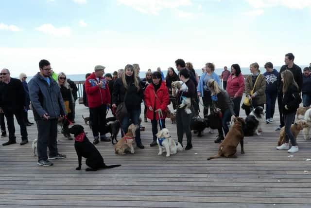 Doggie Flashmob on Hastings Pier. Picture by Sid Saunders SUS-160105-132932001