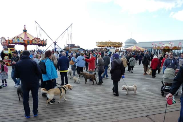 Doggie Flashmob on Hastings Pier. Picture by Sid Saunders SUS-160105-132943001
