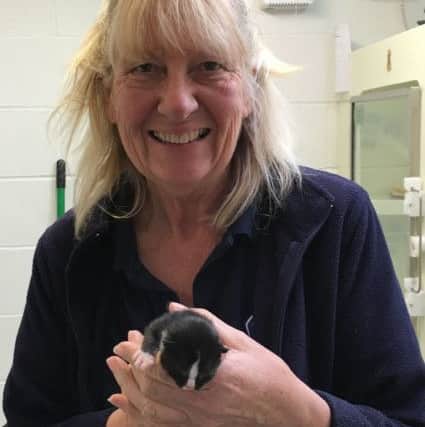 Bluebell Ridge Cattery manager Myra Grove with Digby after his 80-mile trip