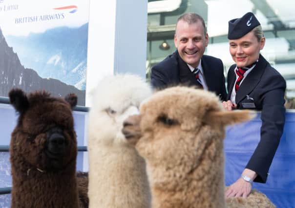 11 month old alpacas (L-R) Huxley, Pasty and Marquess and British Airways ambassadors greet customers at Gatwick Airport ahead of British Airways first flight from London Gatwick to Lima today, May 4, 2016. The airline is launching a three-a-week service to the Peruvian capital and fares start from Â£765 return.

Picture by: Stuart Bailey / British Airways SUS-160405-120641001