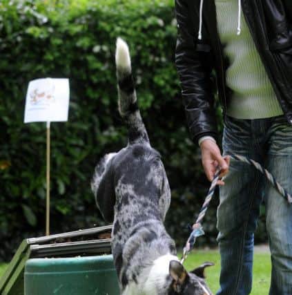 Horley care home Wykeham House holds its first Dog Olympics event. Pic Steve Robards  SR1614476 SUS-160523-115105001