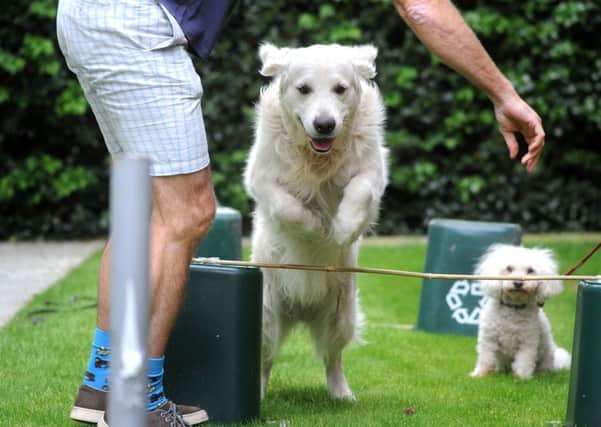 Horley care home Wykeham House holds its first Dog Olympics event. Pic Steve Robards  SR1614480 SUS-160523-115144001