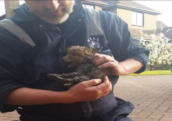 The fox cub was soaking wet when it eventually came out of the drain