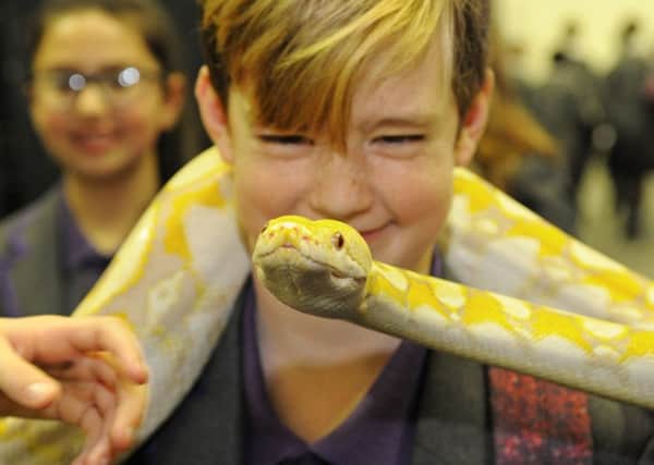 A student handling one of East Sussex Reptile and Amphibian Society's snakes at Big Bang @ The Hastings Centre. Photo courtesy of STEM Sussex