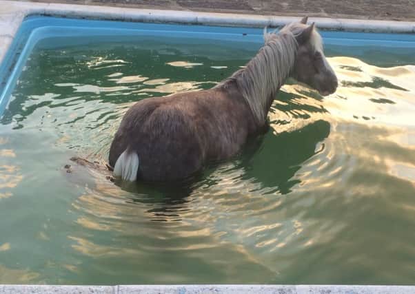 The horse in the swimming pool. Picture by Marvin Smith