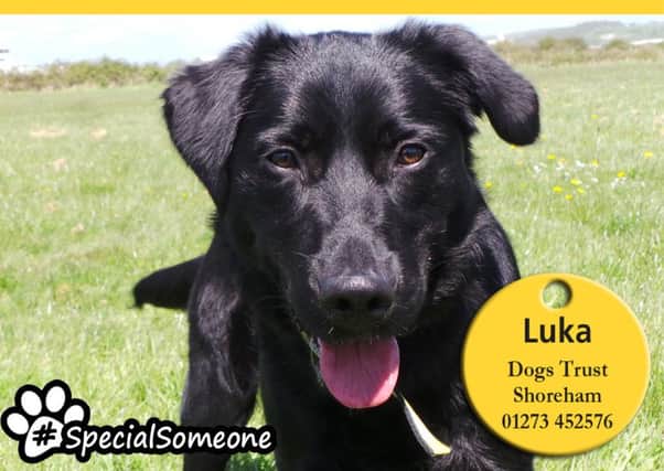 Labrador cross Luka feels most at ease when there is a female around. Picture: Dogs Trust