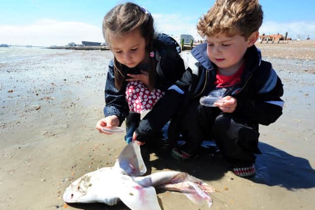 Pupils from Lyndhurst Infant school discover a shark on Worthing beach