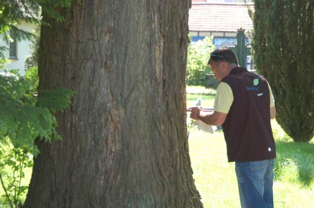 An elm tree is injected with the Dutch Trig vaccine
