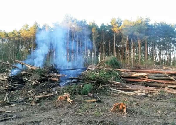 Illegal felling of trees at Pondtail Wood, Albourne SUS-160523-114218001