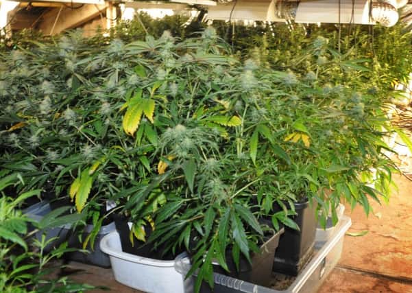 Cannabis plants seized by police in Sussex
