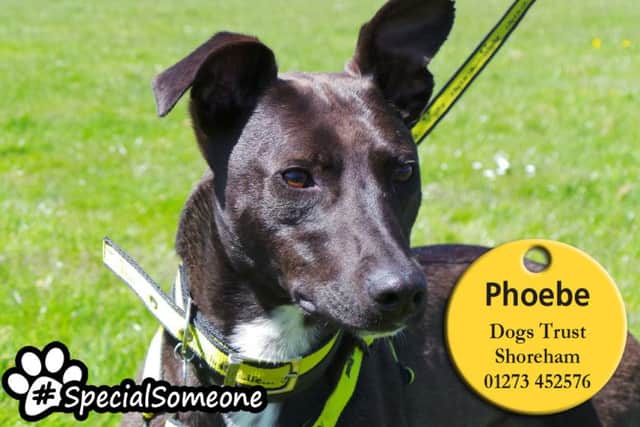 Female lurcher Phoebe loves to cuddle up