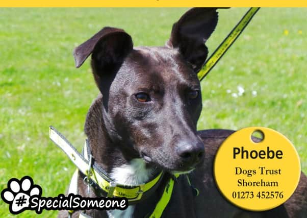 Female lurcher Phoebe loves to cuddle up