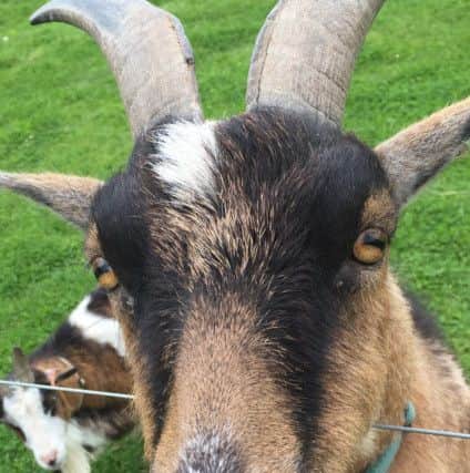 One of the goats Chris saw at the Crossbush Farm Shop
