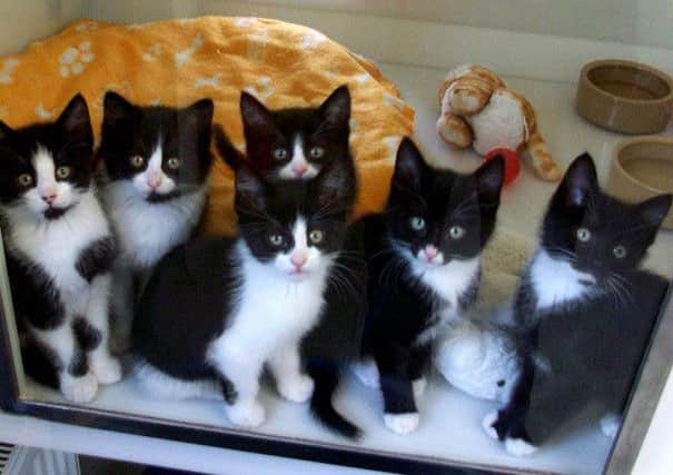 Kittens at Bluebell SUS-160525-104326001