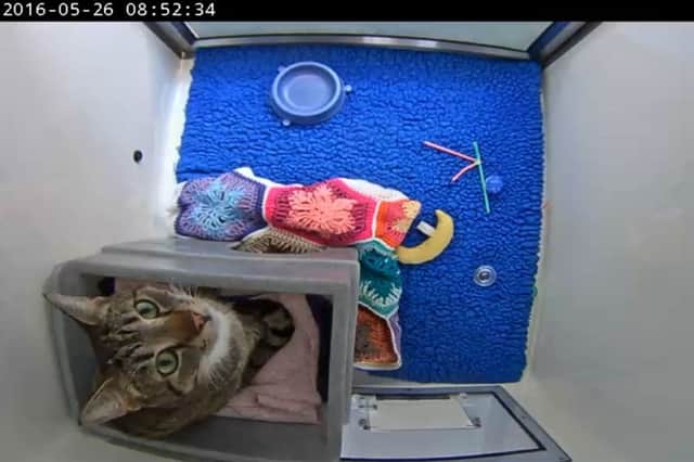 A cat caught on webcam at Cats Protection's national adoption centre in Chelwood Gate SUS-160526-112705001