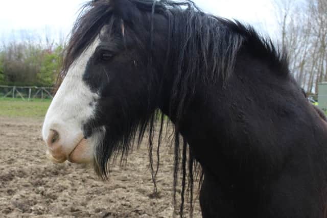 Ebony, the first horse rescued by Nigel Mundy ten years ago