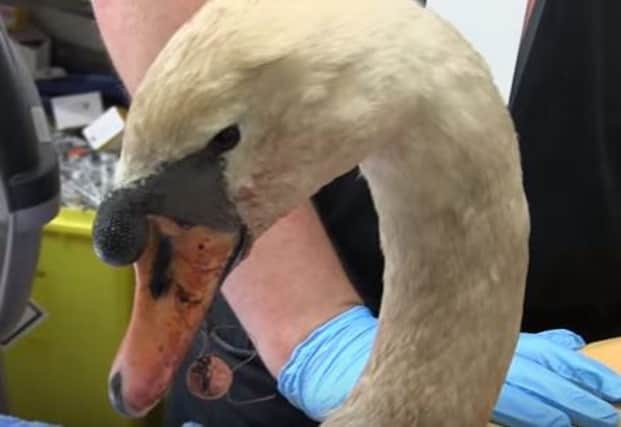 Wildlife rescuers are warning fishermen in Ditchling Common after a large carp hook became embedded in a swan's tounge. SUS-160306-085946001
