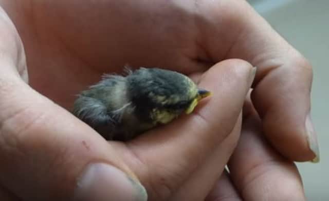 Tiny blue tit recovering after his 'risky' rescue. Photo courtesy of WRAS SUS-160506-115432001