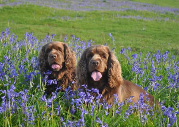 Sussex Spaniels will be gathering at Parham Park next weekend