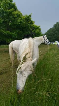 Horses removed from London Road Crawley. Photo by Crawley Police.