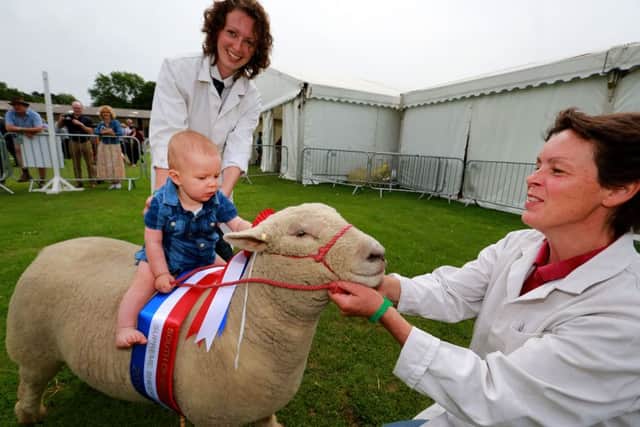 South of England Summer Show 2016.