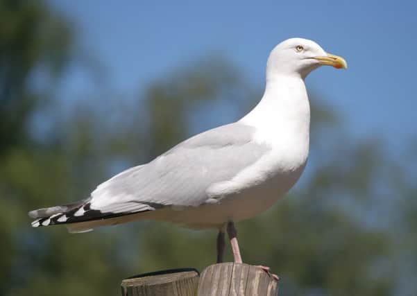A herring gull was shot dead in Littlehampton