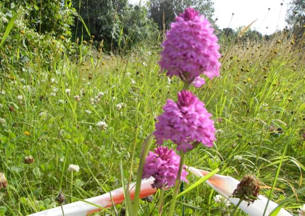 Will the pyramidal orchids return to Broadwater Cemetery in Worthing? SUS-160616-174428003