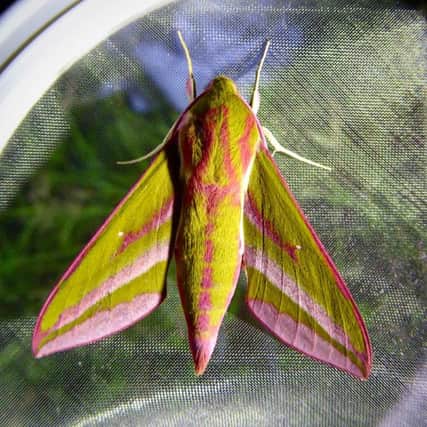 Elephant Hawk moth spotted at Newick Common SUS-160617-100422001