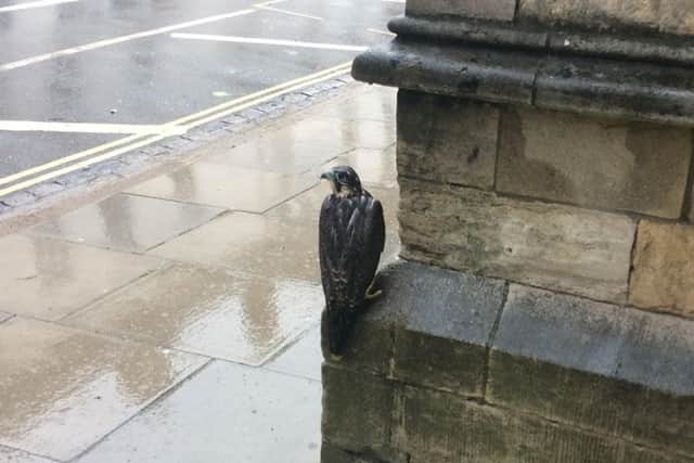 The young peregrine falcon perches after crash landing outside a pub during a storm on Friday, June 17. Photo contributed by Joanne Abidi.