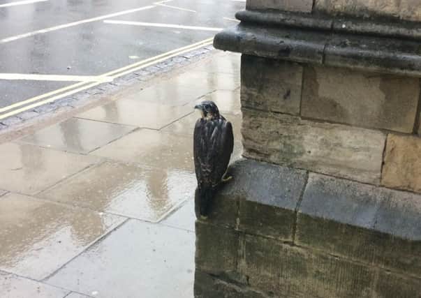The young peregrine falcon perches after crash landing outside a pub during a storm on Friday, June 17. Photo contributed by Joanne Abidi.