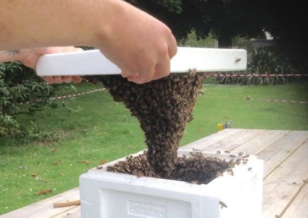 A swarm of bees has been discovered in Lancing. Picture: Eddie Mitchell