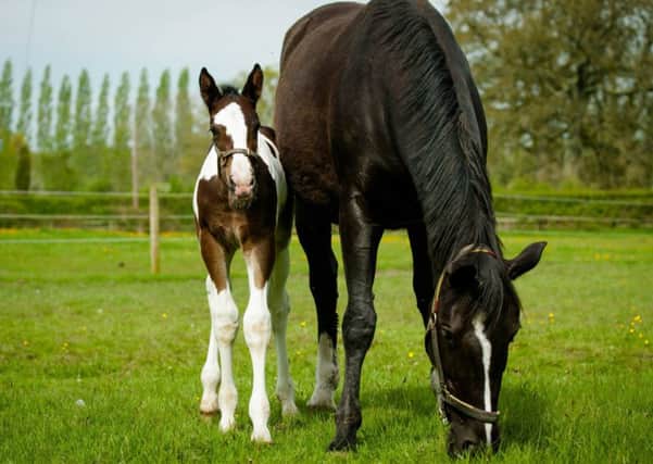 The CLA is urging horse owners to make sure their fields, stables and other equestrian facilities comply with planning regulations.