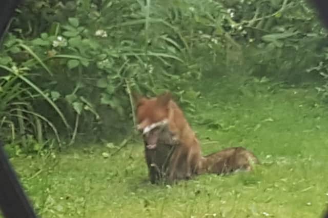 A fox relaxing in a Horsham back garden SUS-160627-092731001
