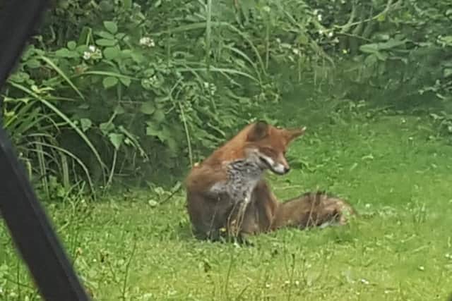 A fox relaxing in a Horsham back garden SUS-160627-092743001