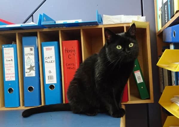 Ollie - new receptionist at Cats Protection National Adoption Centre SUS-160627-122648001