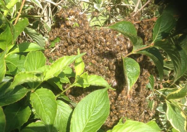 A swarm of bees has been found in Lancing