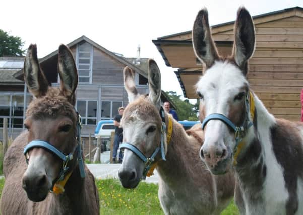 Donkeys at Cat's Protection's national adoption centre in Chelwood Gate SUS-160629-120247001