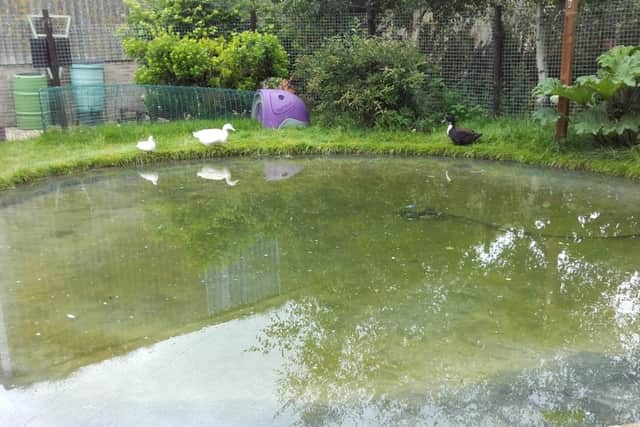 The pond, which Darren built for the waterfowl that need to waterproof themselves before they can be released