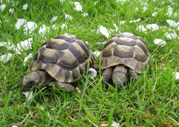 The tortoises when Phoebe Downs first got them. Pic: Phoebe Downs