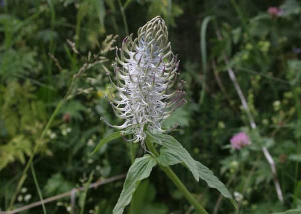 Spiked Rampion only grows in East Sussex ENGSUS00120131223133507