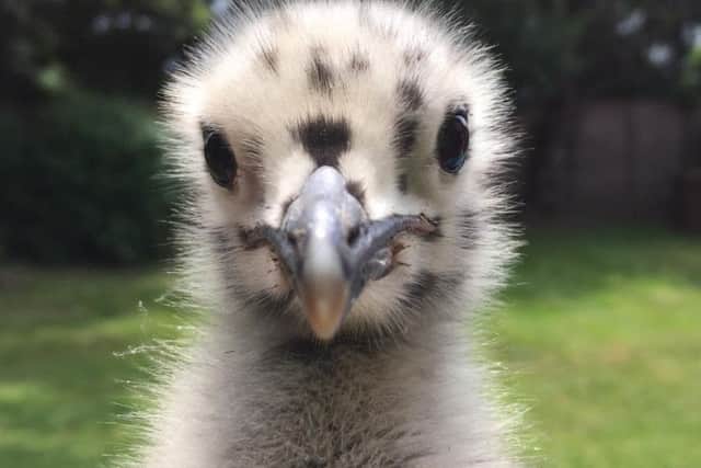 A rescued herring gull chick