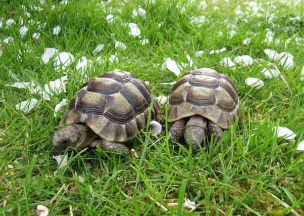The tortoises when Phoebe first got them