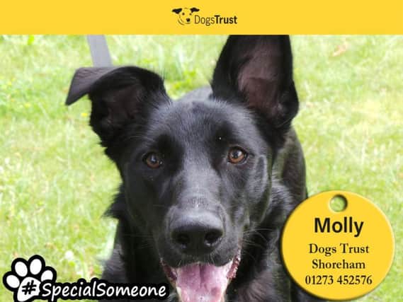 Nine-month-old female crossbreed Molly craves company