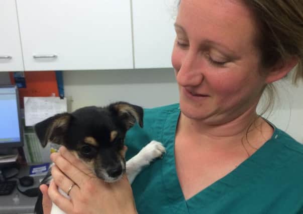 Chihuahua pup Penny recovering from her ordeal SUS-160807-132748001