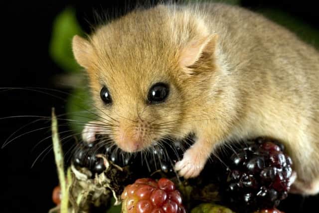 Much of the dormouse's habitat has been destroyed. Photo by Derek Middleton