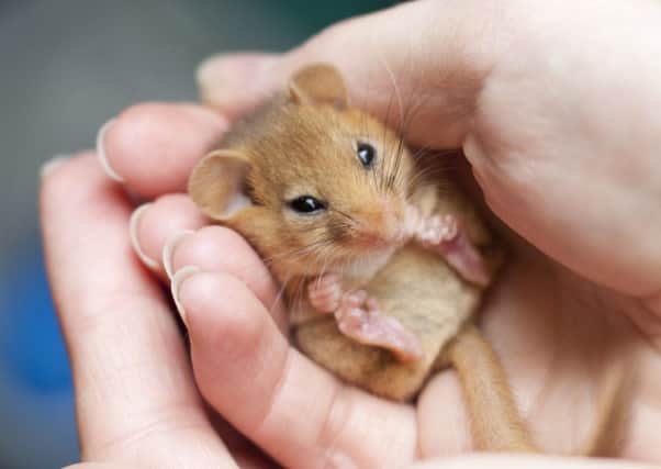 Sussex Wildlife Trust believes the dormouse could soon be extinct in the county. Photo by Tom Marshall