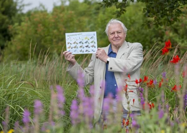 Sir David Attenborough launches the Big Butterfly Count