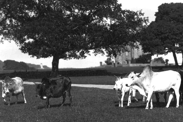 Zebu cattle brought to graze in Arundel Park by the 15th Duke. Alfred must have seen the last survivor of this herd (Castle Archives)
