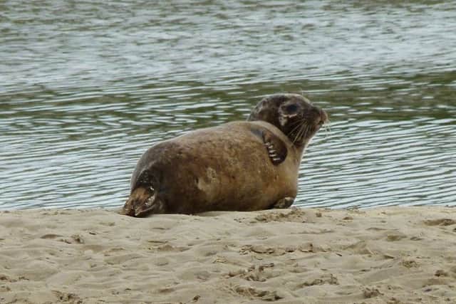 Seals are sometimes seen from the beach and in the Adur Estuary each year. Picture: Steve Savage
