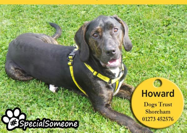 Crossbreed Howard would benefit from living with another dog for companionship and to help build confidence